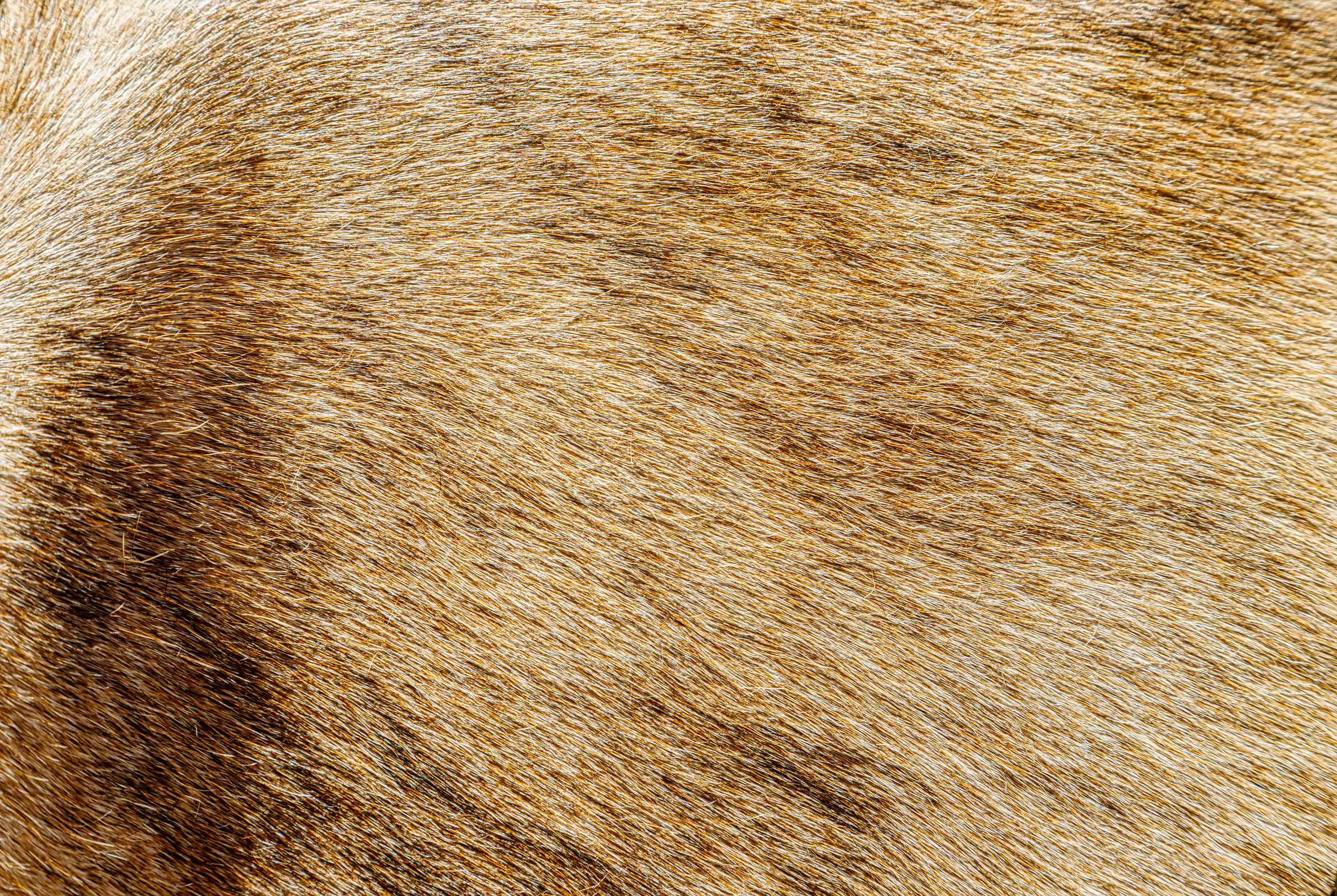 Macro closeup of cow skin with natural light